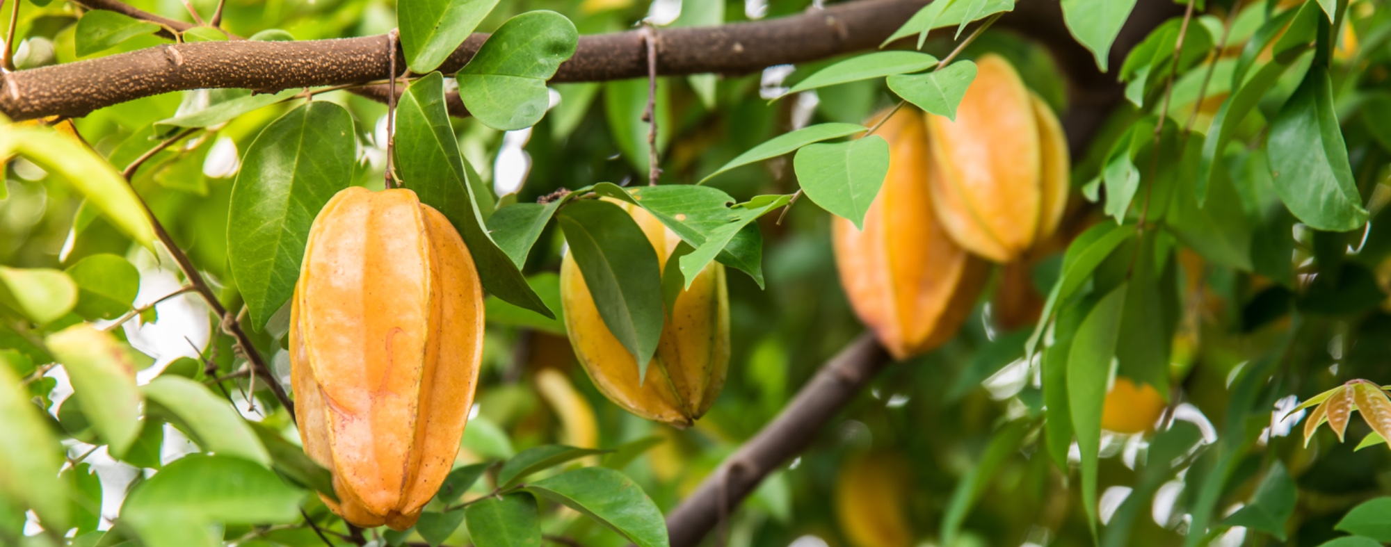 Starfruit
